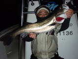 東京湾　シーバス７１cm！（2011 3/22）